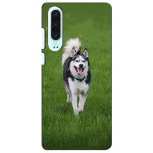 Чохол з Хаскі Huawei P30 - (AlphaPrint) (Радісний Хаскі)