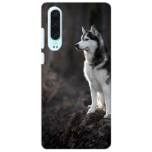 Чохол з Хаскі Huawei P30 - (AlphaPrint) (Вірний собака)