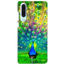 Чехол с птицами на Huawei P30 (VPrint) (Яркий Павлин)