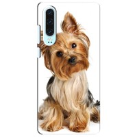 Чехол (ТПУ) Милые собачки для Huawei P30 – Собака Терьер