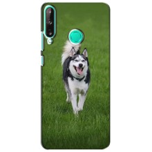 Чехол с Хаски для Huawei P40 Lite e - (AlphaPrint) (Радостный Хаски)