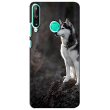 Чехол с Хаски для Huawei P40 Lite e - (AlphaPrint) (Верный пес)