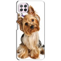 Чехол (ТПУ) Милые собачки для Huawei P40 Lite – Собака Терьер