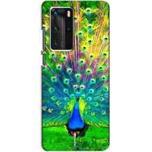 Чехол с птицами на Huawei P40 Pro (VPrint) (Яркий Павлин)