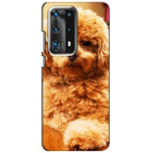 Чохли з собаками для Huawei P40 (VPrint) (Цуценя Бішон)