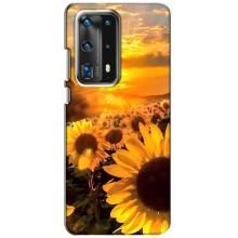 Чехол с Цветами для Huawei P40 (поле подсолнухов)