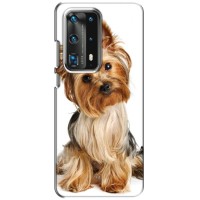 Чехол (ТПУ) Милые собачки для Huawei P40 – Собака Терьер