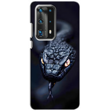 Чохол з картинкою 'Хижаки' для Huawei P40 – Змія