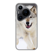 Чехол с Волком на Huawei Pura 70 PRO – Волк на снегу