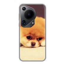 Чехол (ТПУ) Милые собачки для Huawei Pura 70 Ultra – Померанский шпиц
