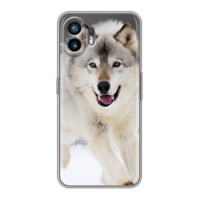 Чехол с Волком на Huawei Pura 70 – Волк на снегу