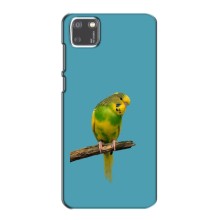 Силиконовый чехол с птичкой на Huawei Y5p – Попугайчик