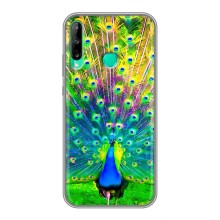 Чехол с птицами на Huawei Y6p (VPrint) (Яркий Павлин)