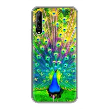 Чехол с птицами на Huawei Y7 Pro 2019 (VPrint) – Яркий Павлин