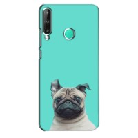 Бампер для Huawei Y7p (2020) с картинкой "Песики" – Собака Мопс