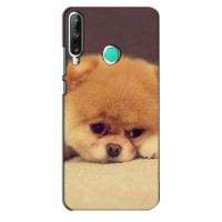 Чехол (ТПУ) Милые собачки для Huawei Y7p (2020) (Померанский шпиц)