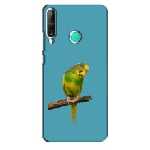 Силиконовый чехол с птичкой на Huawei Y7p (2020) – Попугайчик