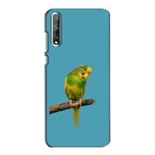 Силиконовый чехол с птичкой на Huawei P Smart S / Y8p (2020) – Попугайчик
