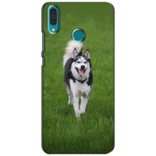 Чехол с Хаски для Huawei Y9 2019 / Enjoy 9 Plus - (AlphaPrint) (Радостный Хаски)