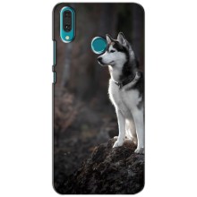 Чехол с Хаски для Huawei Y9 2019 / Enjoy 9 Plus - (AlphaPrint) (Верный пес)