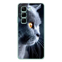 Чехол с милыми котиками на Хот 50і (Брытанский кот)