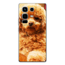 Чехлы с собаками для Infinix Note 50 (VPrint) (Щенок Бишон)