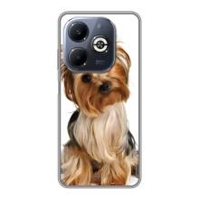 Чохол (ТПУ) Милі песики для Infinix Smart 8 Plus – Пес Терьєр