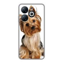 Чехол (ТПУ) Милые собачки для Infinix Smart 8 – Собака Терьер
