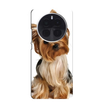 Чехол (ТПУ) Милые собачки для Infinix Zero 40 5G (Собака Терьер)