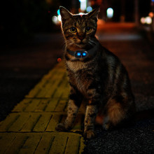 Трекер GPS для тварин V41 Pet Tracker SIM (4GLTE+3GWCDMA+2GGSM) 1300mAh – undefined