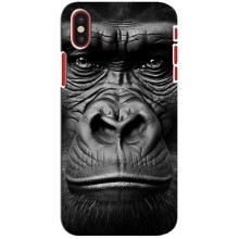 Чехлы с Горилой на Айфон 10 (Черная обезьяна)