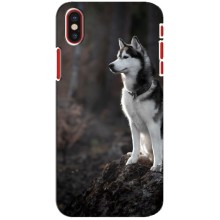 Чохол з Хаскі iPhone X - (AlphaPrint) (Вірний собака)