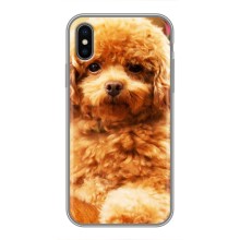 Чохли з собаками для iPhone X (VPrint) (Цуценя Бішон)