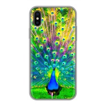 Чохол з пташками на iPhone X (VPrint) (Яскравий Павлин)