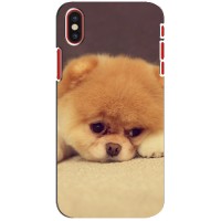 Чехол (ТПУ) Милые собачки для iPhone X (Померанский шпиц)