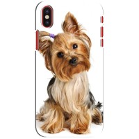 Чехол (ТПУ) Милые собачки для iPhone X (Собака Терьер)