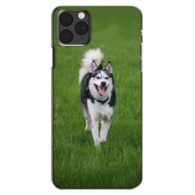 Чехол с Хаски для iPhone 12 Pro - (AlphaPrint) – Радостный Хаски