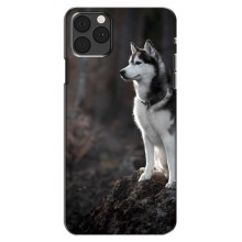 Чехол с Хаски для iPhone 12 Pro - (AlphaPrint) – Верный пес