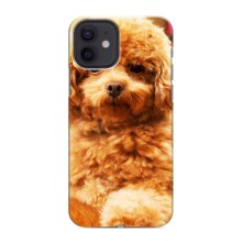 Чехлы с собаками для iPhone 12 (VPrint) (Щенок Бишон)