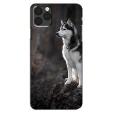 Чохол з Хаскі iPhone 13 Pro Max - (AlphaPrint) (Вірний собака)