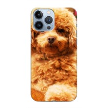 Чохли з собаками для iPhone 13 Pro (VPrint) (Цуценя Бішон)