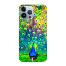 Чохол з пташками на iPhone 13 Pro (VPrint) (Яскравий Павлин)