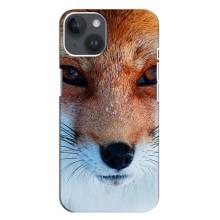 Чохол з Лисичкою для iPhone 14 Plus (Руда Лисичка)