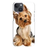 Чехол (ТПУ) Милые собачки для iPhone 14 Plus (Собака Терьер)