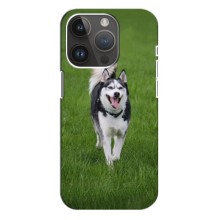 Чехол с Хаски для iPhone 14 Pro Max - (AlphaPrint) – Радостный Хаски