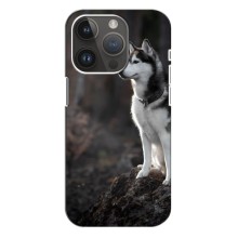 Чехол с Хаски для iPhone 14 Pro Max - (AlphaPrint) – Верный пес