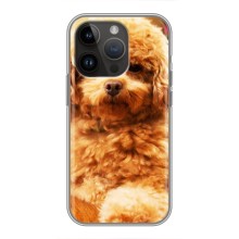 Чехлы с собаками для iPhone 14 Pro Max (VPrint) (Щенок Бишон)