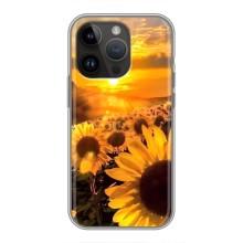 Чехол с Цветами для iPhone 14 Pro (поле подсолнухов)