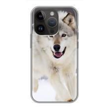 Чохол з Вовком на iPhone 14 Pro (Вовк біжить по снігу)