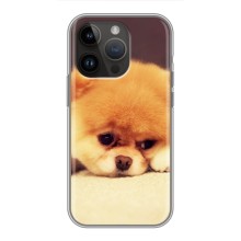 Чехол (ТПУ) Милые собачки для iPhone 14 Pro (Померанский шпиц)